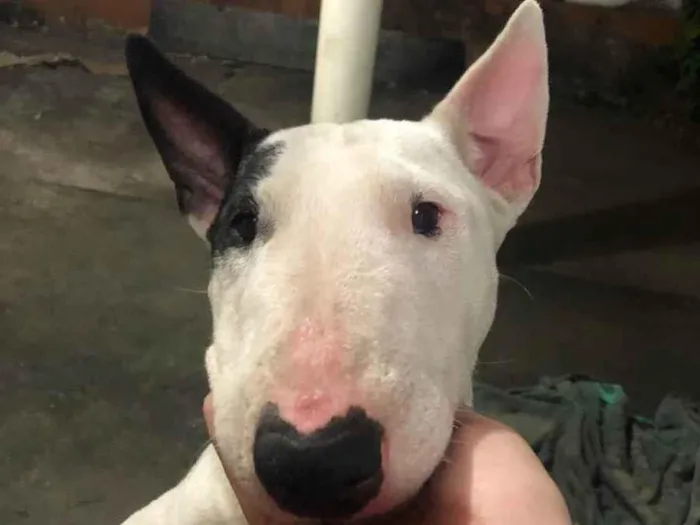 Cachorro ra a Bull terrier idade 3 anos nome Izzy