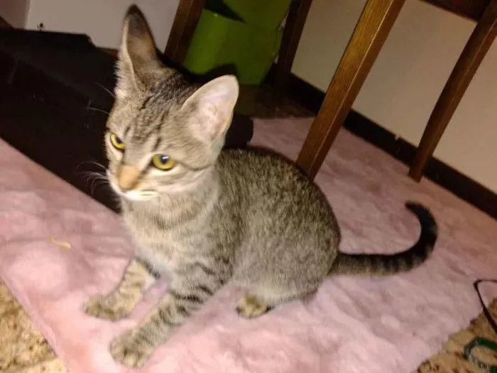Gato ra a - idade 2 a 6 meses nome LISE