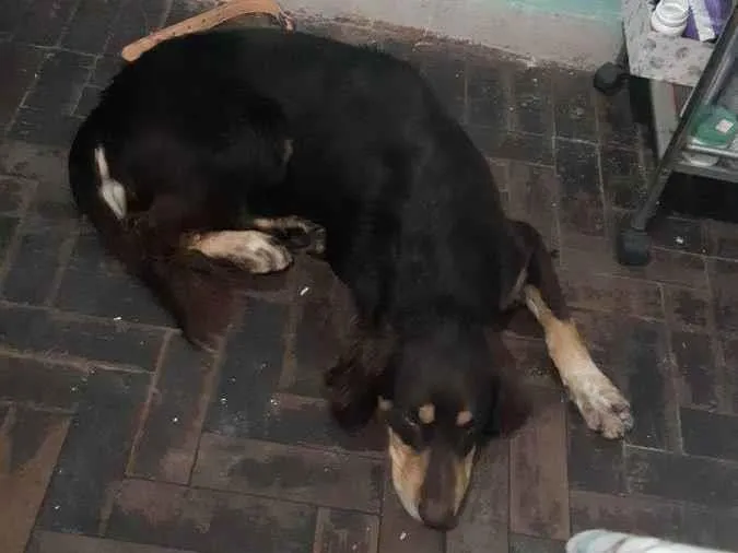 Cachorro ra a Vira lata + labrador  idade 2 anos nome Lion