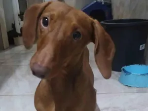 Cachorro raça Basset idade 1 ano nome Caramelo