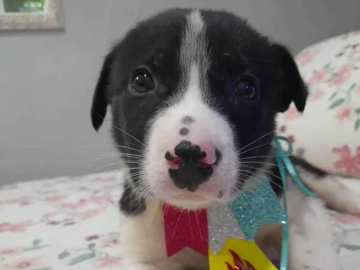 Cachorro ra a SRD idade 2 a 6 meses nome Filhotes 60 dias