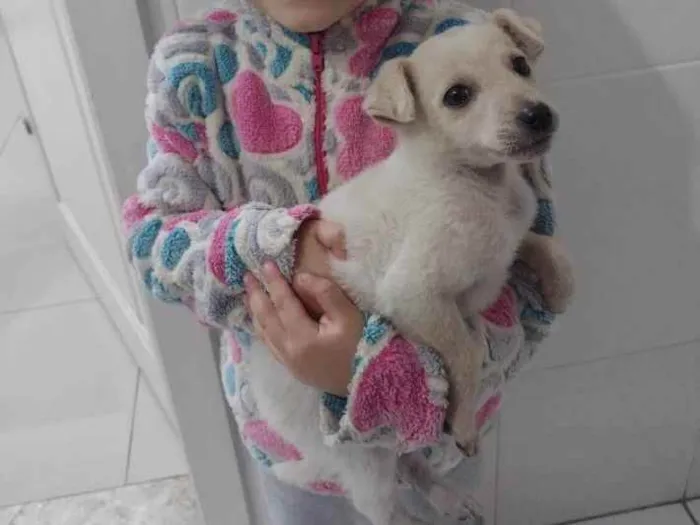 Cachorro ra a Viralata idade 2 a 6 meses nome Lana