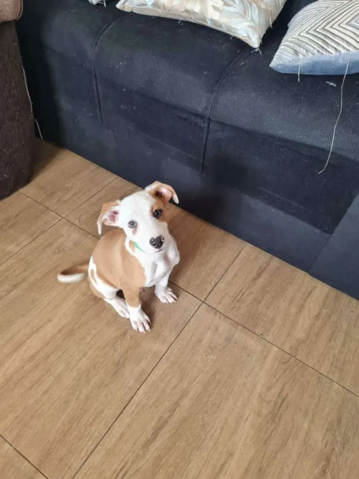 Cachorro raça Misturada (Pit Bull/Vira-Lata) idade 2 a 6 meses nome John Wick
