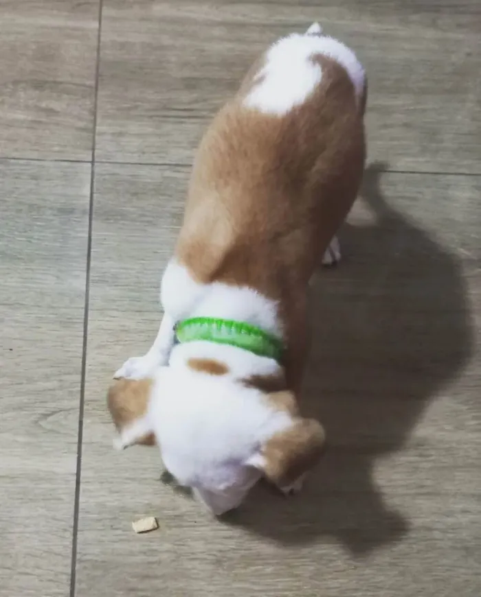 Cachorro raça Misturada (Pit Bull/Vira-Lata) idade 2 a 6 meses nome John Wick