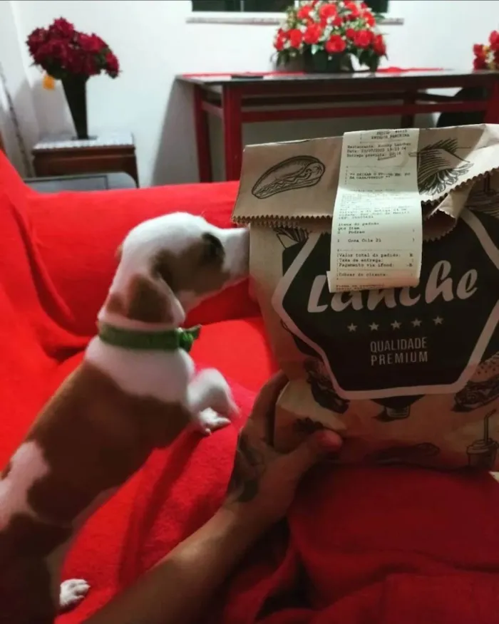 Cachorro raça Misturada (Pit Bull/Vira-Lata) idade 2 a 6 meses nome John Wick