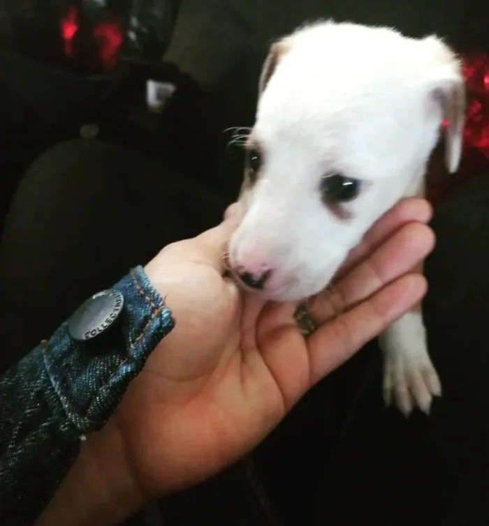 Cachorro raça Misturada (Pit Bull/Vira-Lata) idade 2 a 6 meses nome John Wick