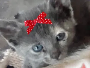 Gato raça Mestiça  idade Abaixo de 2 meses nome Jade 