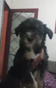 Princesa Fumaça Tina