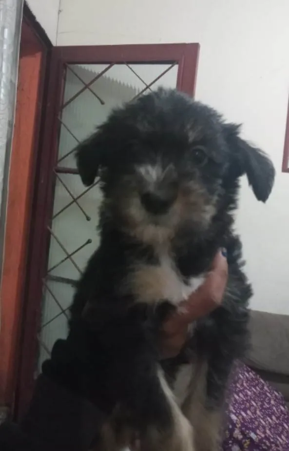 Cachorro ra a Vira lata idade 2 a 6 meses nome Princesa Fumaça Tina