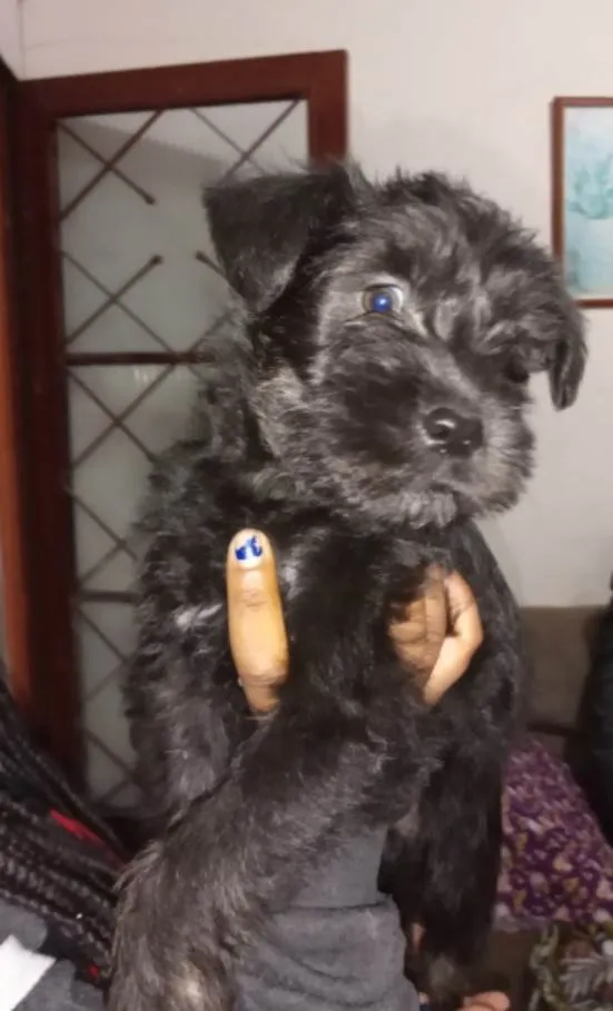 Cachorro ra a Vira lata idade 2 a 6 meses nome Princesa Fumaça Tina