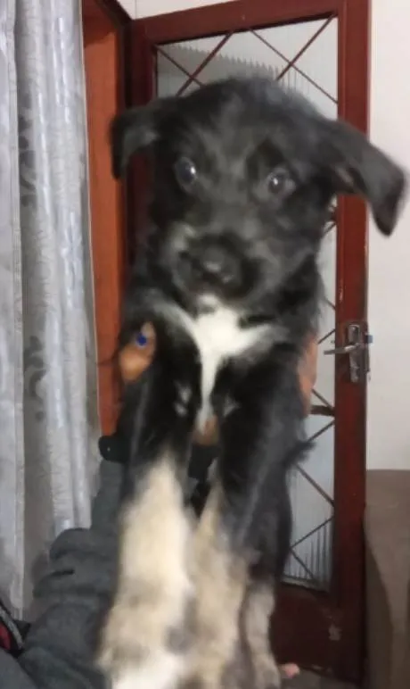 Cachorro ra a Vira lata idade 2 a 6 meses nome Princesa Fumaça Tina