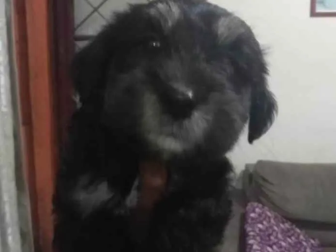 Cachorro ra a Vira lata idade 2 a 6 meses nome Princesa Fumaça Tina