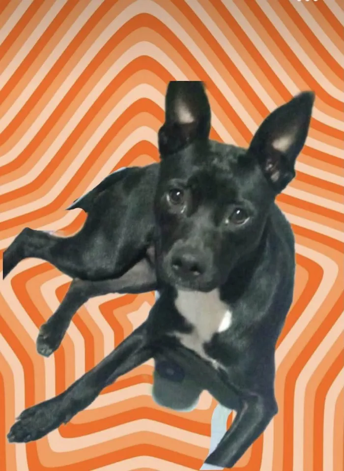 Cachorro raça Srd idade 7 a 11 meses nome Alina bb10meses 