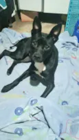 Cachorro raça Srd idade 7 a 11 meses nome Alina bb10meses 