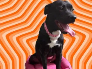 Cachorro raça Srd idade 7 a 11 meses nome Alina bb10meses 