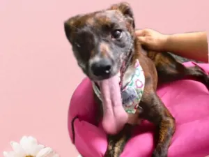 Cachorro raça Pinscher com srd idade 7 a 11 meses nome Molly bb porte P