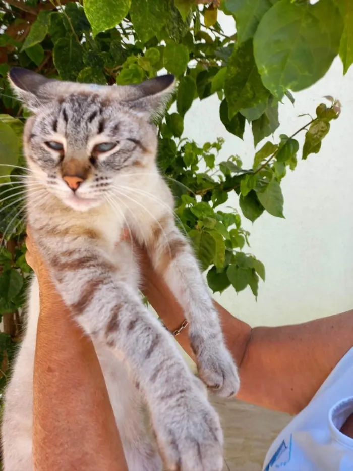 Gato raça Srd idade 2 a 6 meses nome Pipoca bb4meseslindo