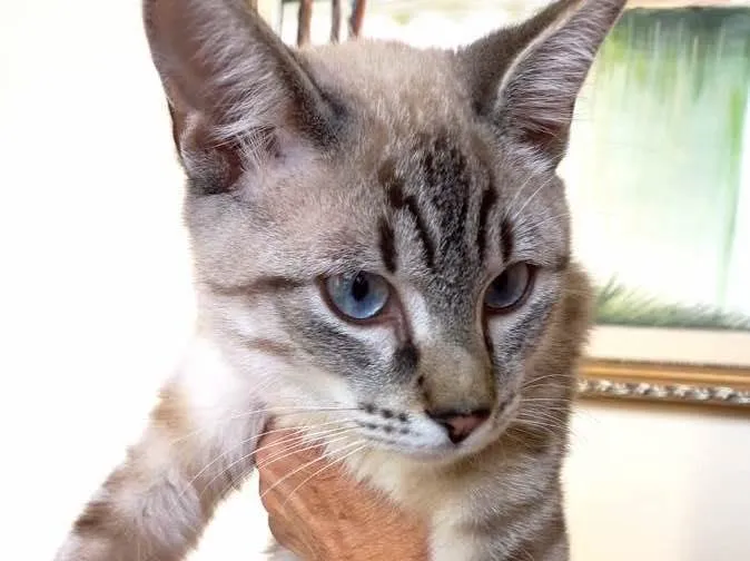 Gato raça Srd idade 2 a 6 meses nome Pipoca bb4meseslindo