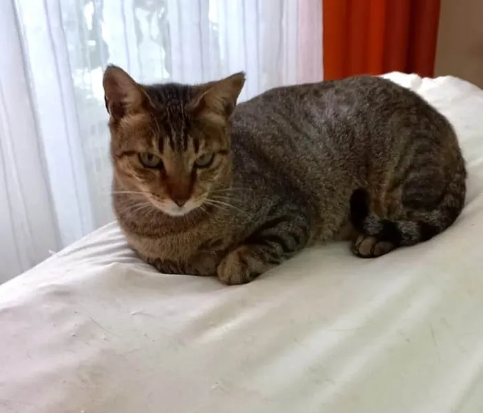 Gato raça Srd idade 1 ano nome Stela Linda tigrada 