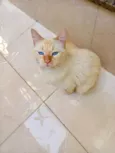 Apólo lindo gatinho