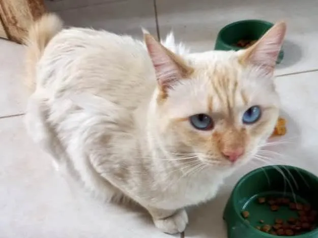 Gato raça Srd idade 1 ano nome Apólo lindo gatinho 