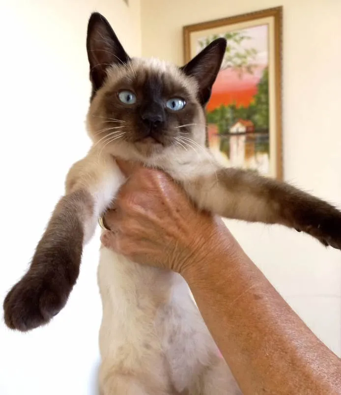 Gato raça Siamêsa idade 2 a 6 meses nome Lilly bb3meses 