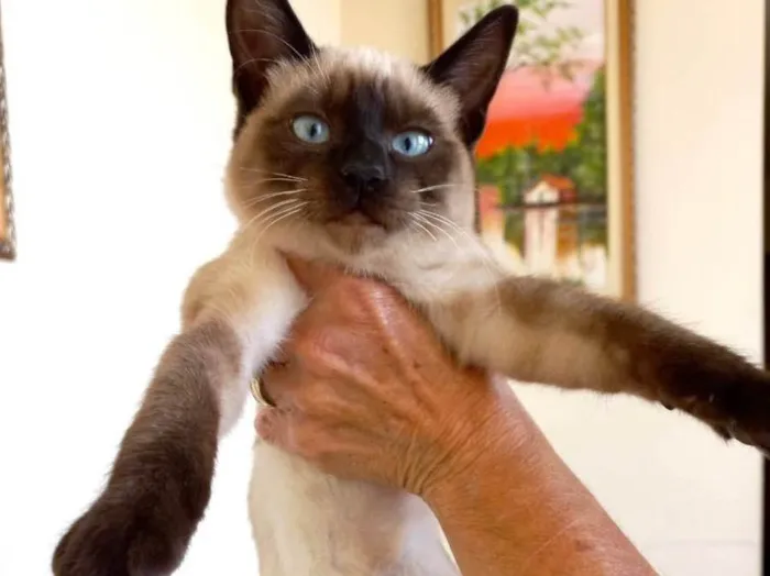 Gato raça Siamêsa idade 2 a 6 meses nome Lilly bb3meses 
