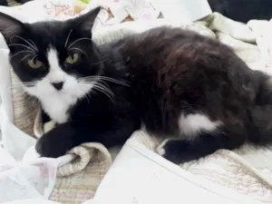 Gato raça Srd idade 1 ano nome Cotoco lindo frajola