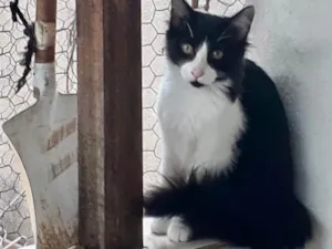 Gato raça Srd idade 2 a 6 meses nome Jade bb pelo longo 