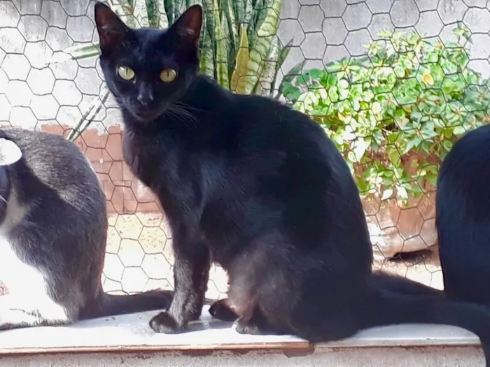 Gato raça Srd idade 1 ano nome PETA Linda 