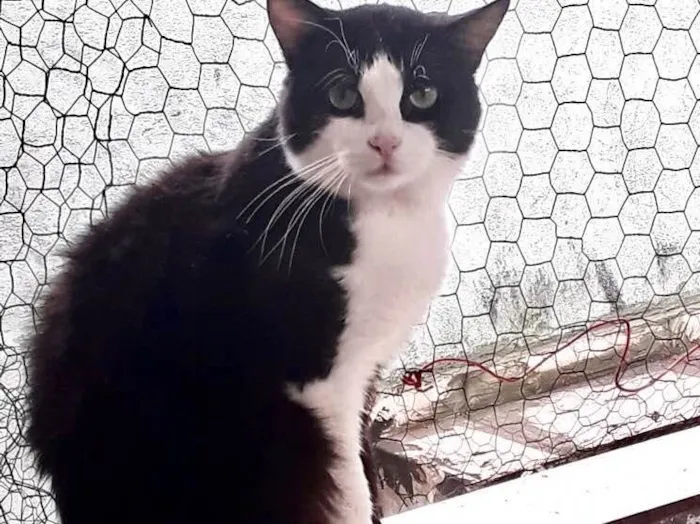 Gato raça Srd idade 1 ano nome Bolachao pelo longo 