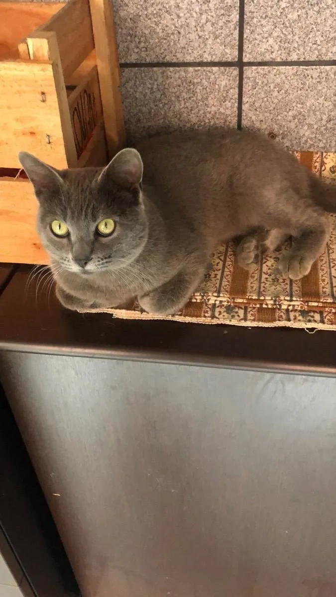 Gato raça Srd idade 1 ano nome Ziggy