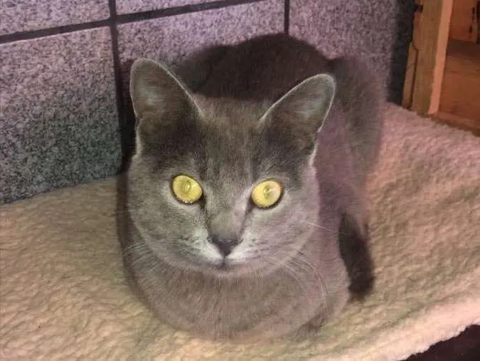 Gato raça Srd idade 1 ano nome Ziggy