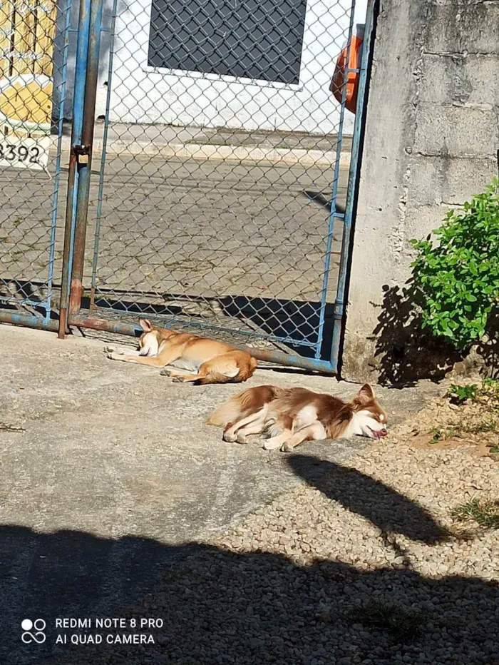 Cachorro ra a Border colie e vira lata  idade 4 anos nome Mel e Petita