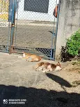 Mel e Petita