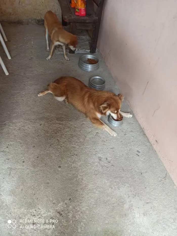 Cachorro ra a Border colie e vira lata  idade 4 anos nome Mel e Petita
