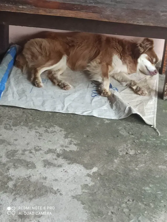 Cachorro ra a Border colie e vira lata  idade 4 anos nome Mel e Petita