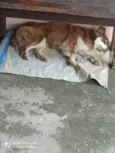 Mel e Petita