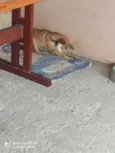 Mel e Petita