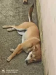 Mel e Petita