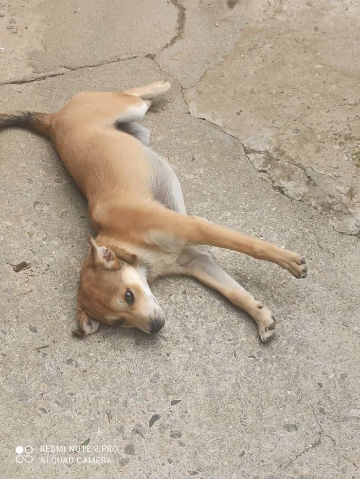 Cachorro ra a Border colie e vira lata  idade 4 anos nome Mel e Petita