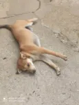 Mel e Petita