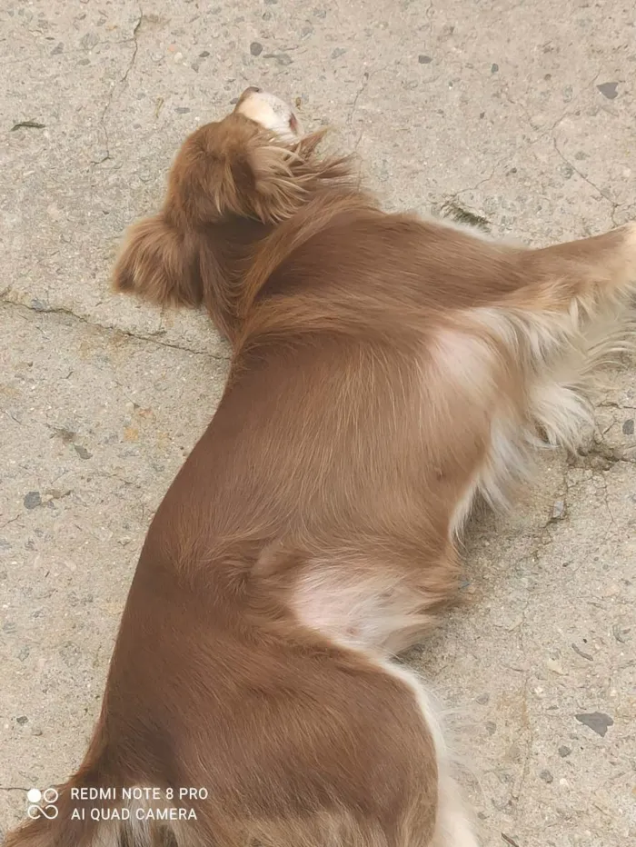 Cachorro ra a Border colie e vira lata  idade 4 anos nome Mel e Petita