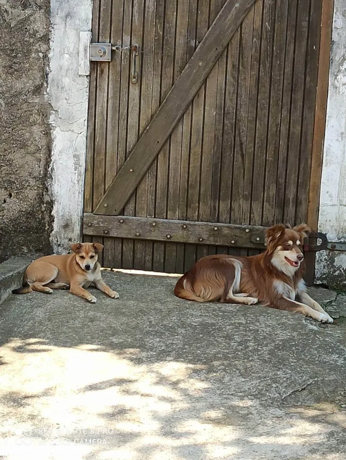 Cachorro ra a Border colie e vira lata  idade 4 anos nome Mel e Petita