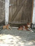 Mel e Petita