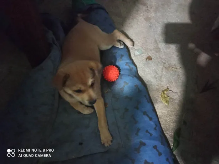 Cachorro ra a Border colie e vira lata  idade 4 anos nome Mel e Petita