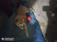 Mel e Petita