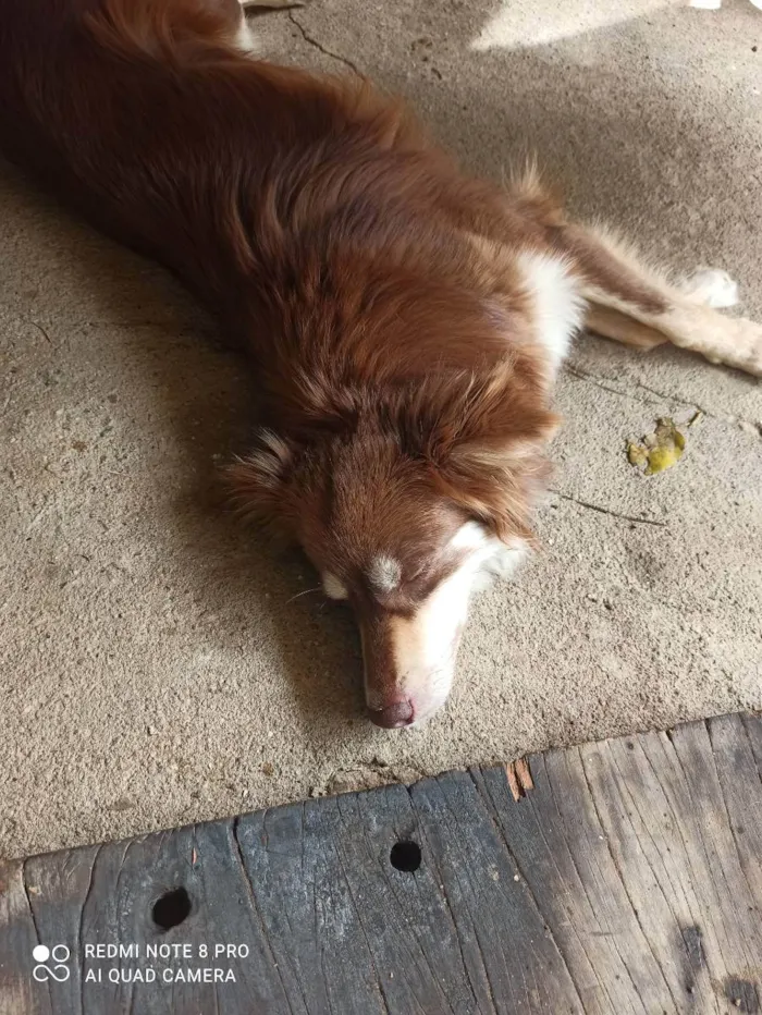 Cachorro ra a Border colie e vira lata  idade 4 anos nome Mel e Petita