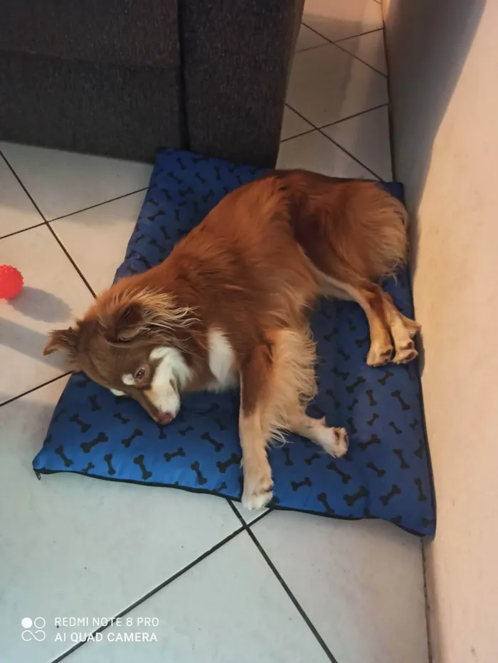 Cachorro ra a Border colie e vira lata  idade 4 anos nome Mel e Petita