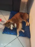 Mel e Petita